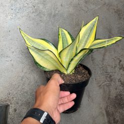 2594. Sansevieria Tf Futura Henderica - Image 2