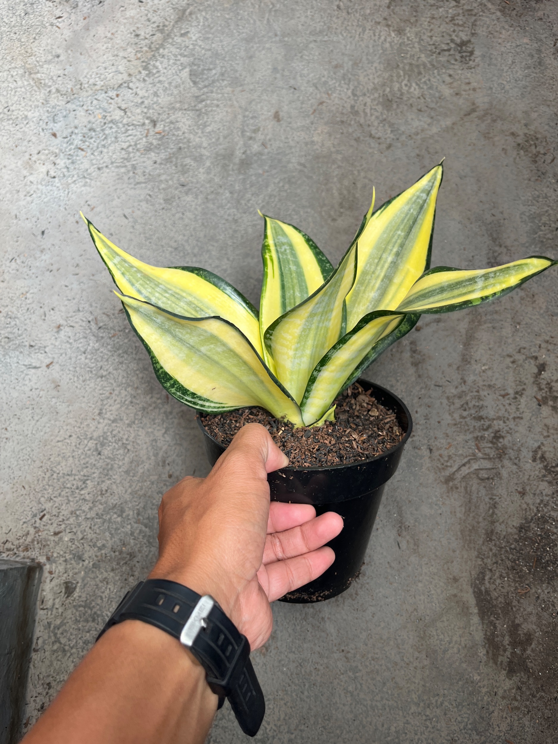 2594. Sansevieria Tf Futura Henderica - Image 2