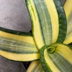 2594. Sansevieria Tf Futura Henderica - Image 3
