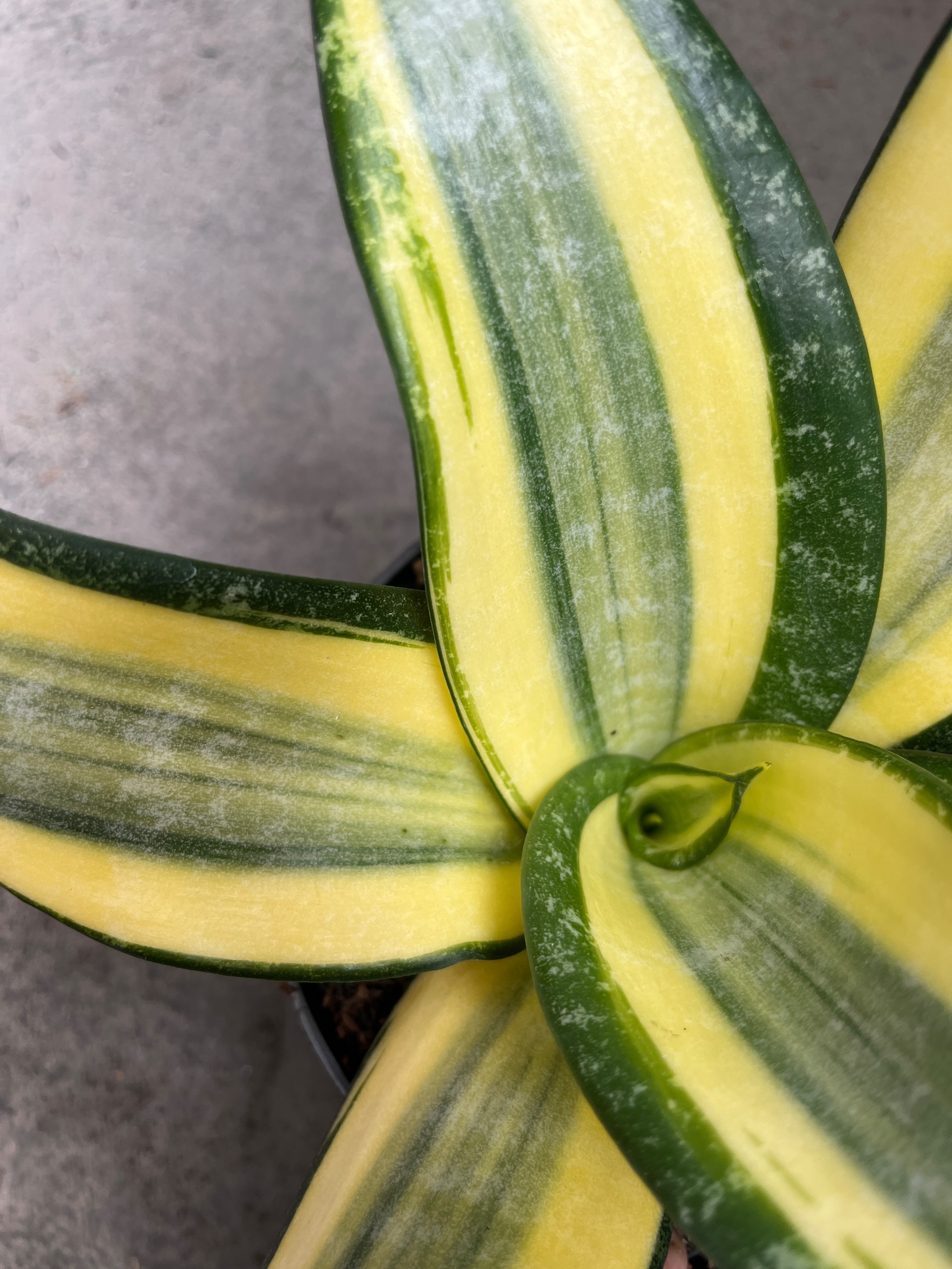 2594. Sansevieria Tf Futura Henderica - Image 3