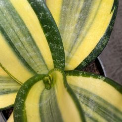 2594. Sansevieria Tf Futura Henderica - Image 4
