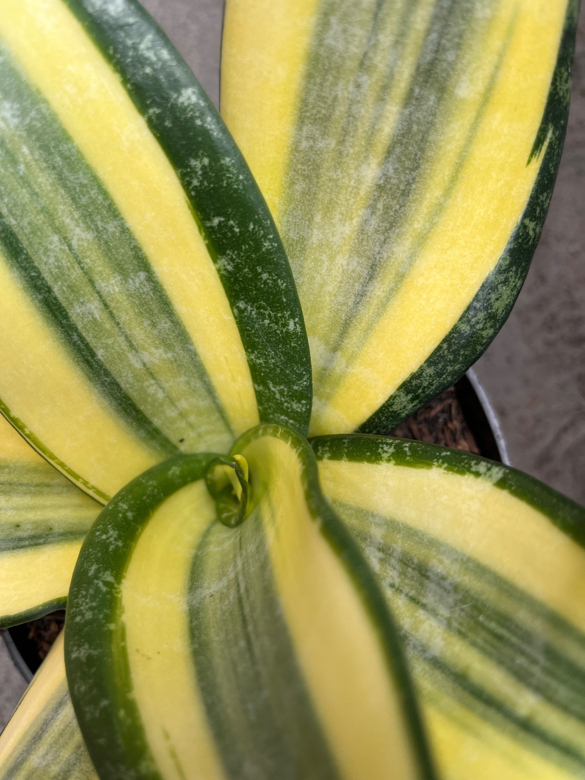 2594. Sansevieria Tf Futura Henderica - Image 4