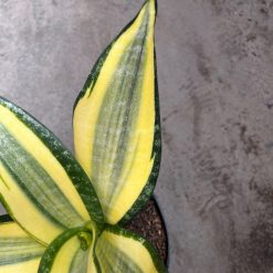 2594. Sansevieria Tf Futura Henderica - Image 5