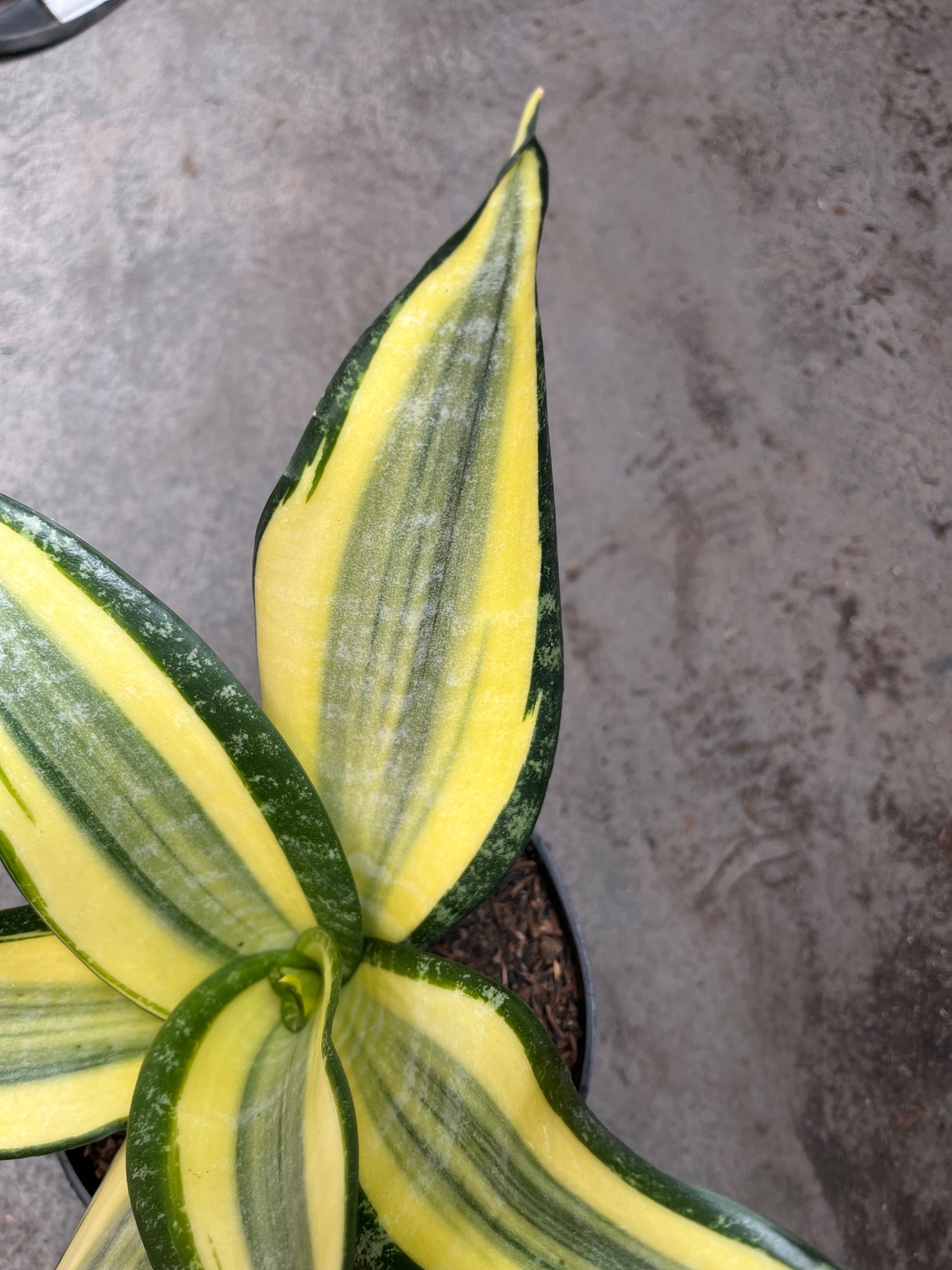 2594. Sansevieria Tf Futura Henderica - Image 5