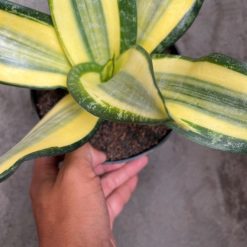 2594. Sansevieria Tf Futura Henderica - Image 6