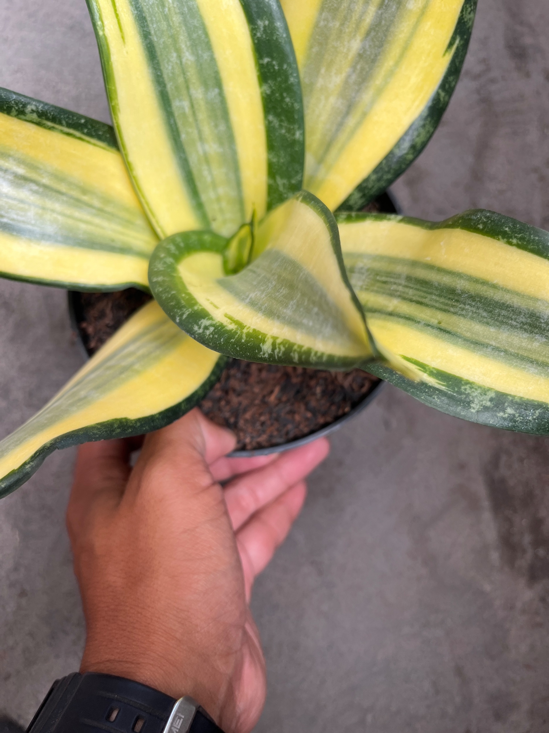 2594. Sansevieria Tf Futura Henderica - Image 6