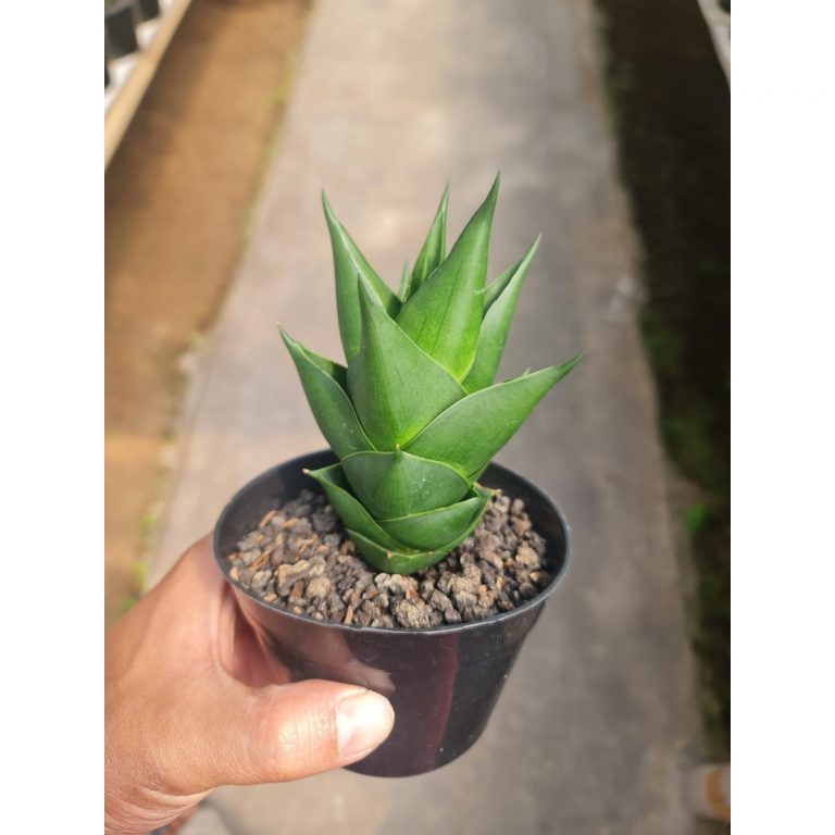 2474. Sansevieria Tower Black Medium Size