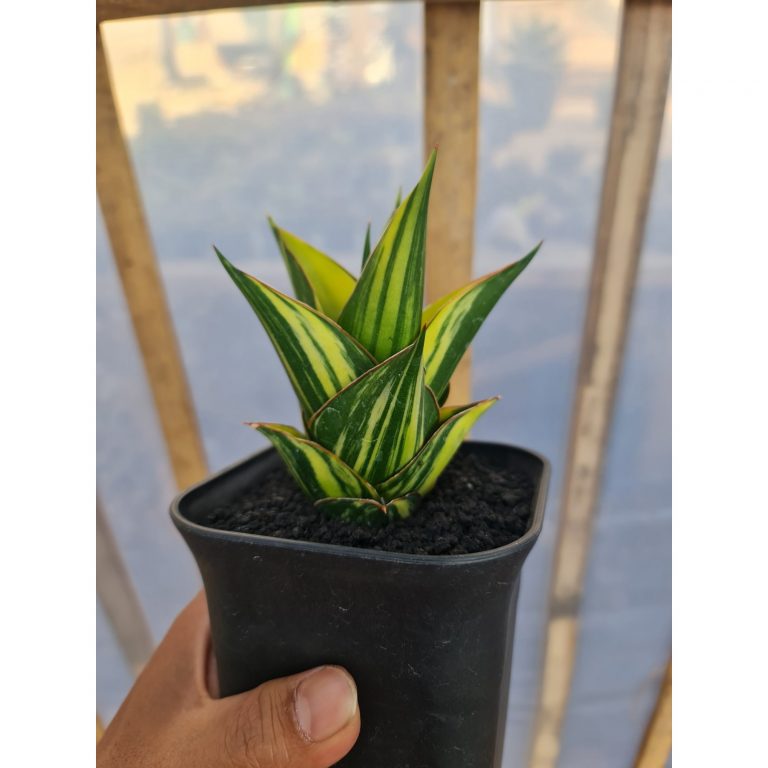 2527. Sansevieria Tower Variegated Medium Size