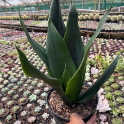 2600. Sansevieria Trifasciata Dragon Black - Image 2