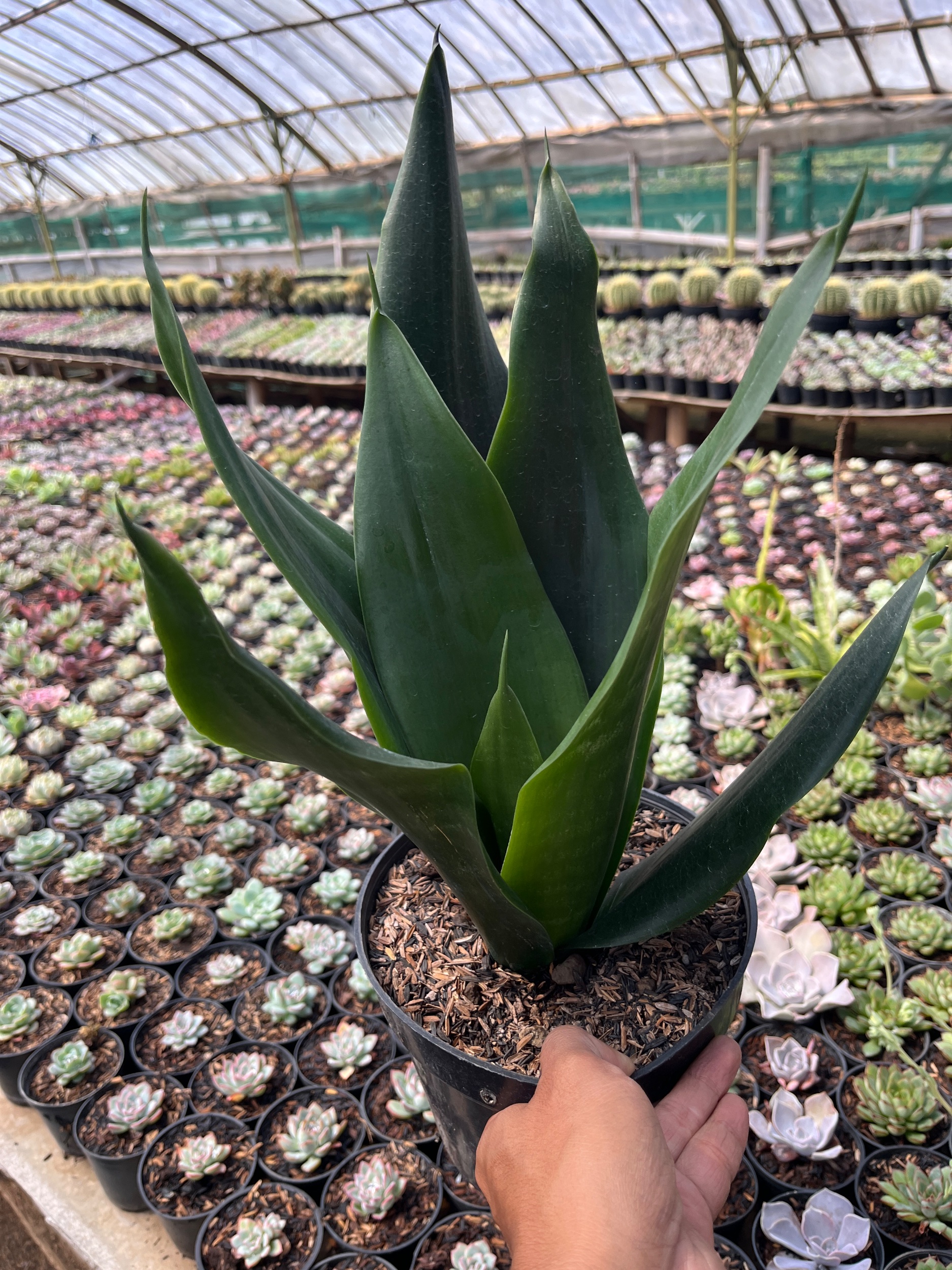 2600. Sansevieria Trifasciata Dragon Black - Image 2