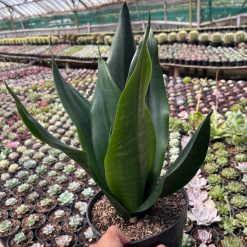 2600. Sansevieria Trifasciata Dragon Black - Image 3