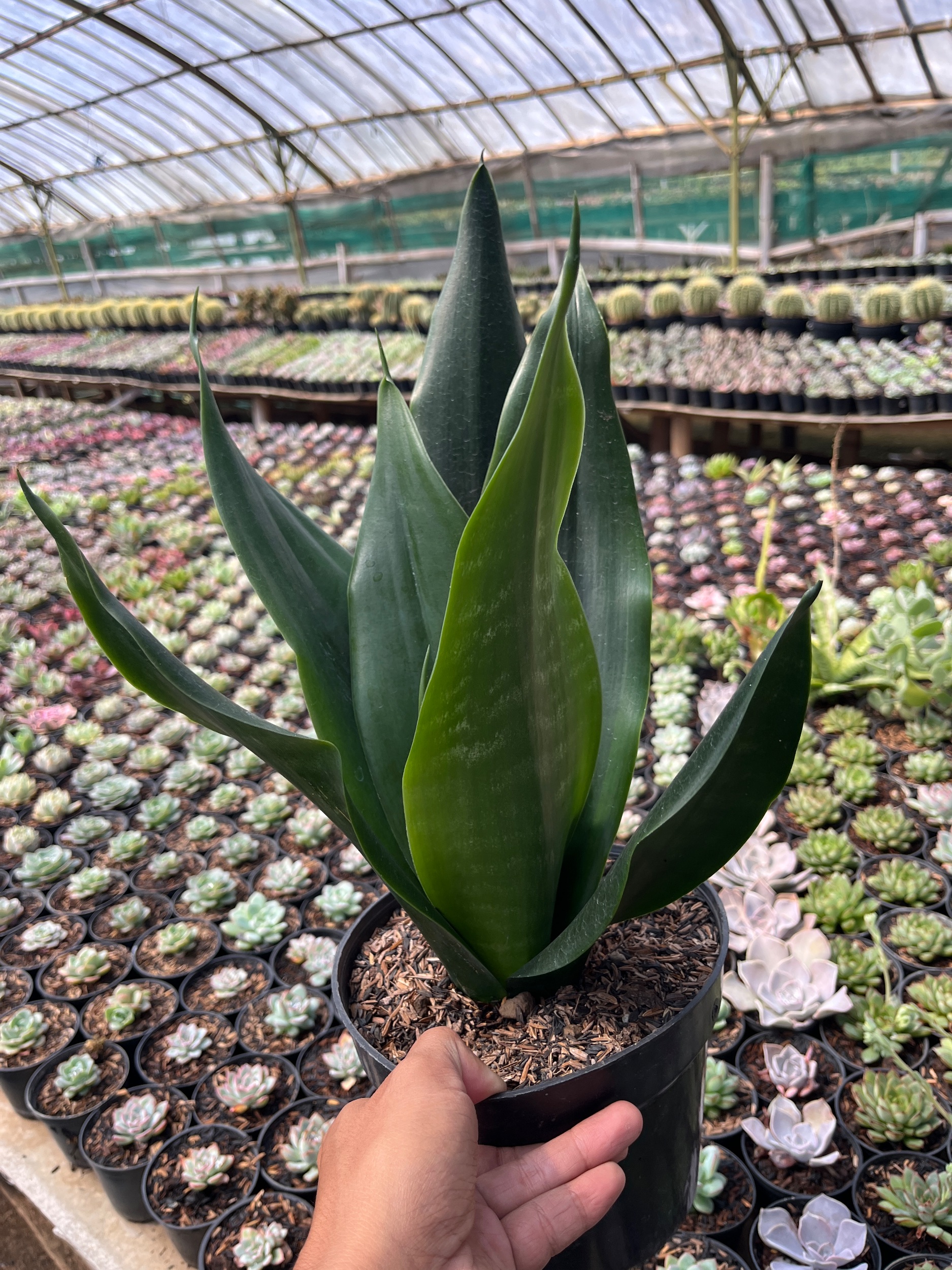 2600. Sansevieria Trifasciata Dragon Black - Image 3
