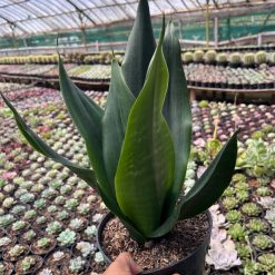 2600. Sansevieria Trifasciata Dragon Black - Image 4