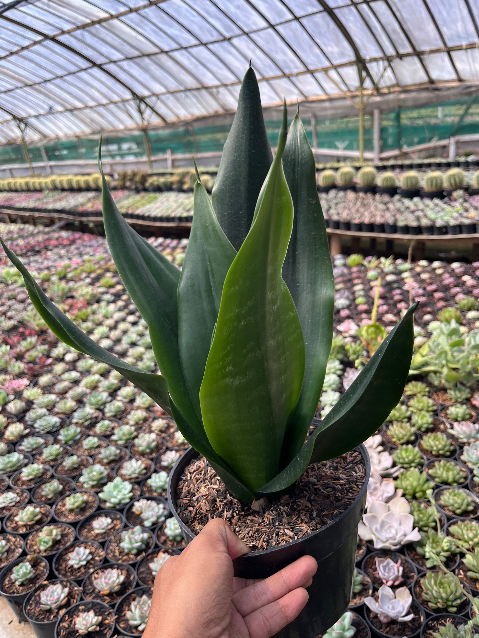 2600. Sansevieria Trifasciata Dragon Black - Image 4