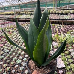 2600. Sansevieria Trifasciata Dragon Black - Image 5