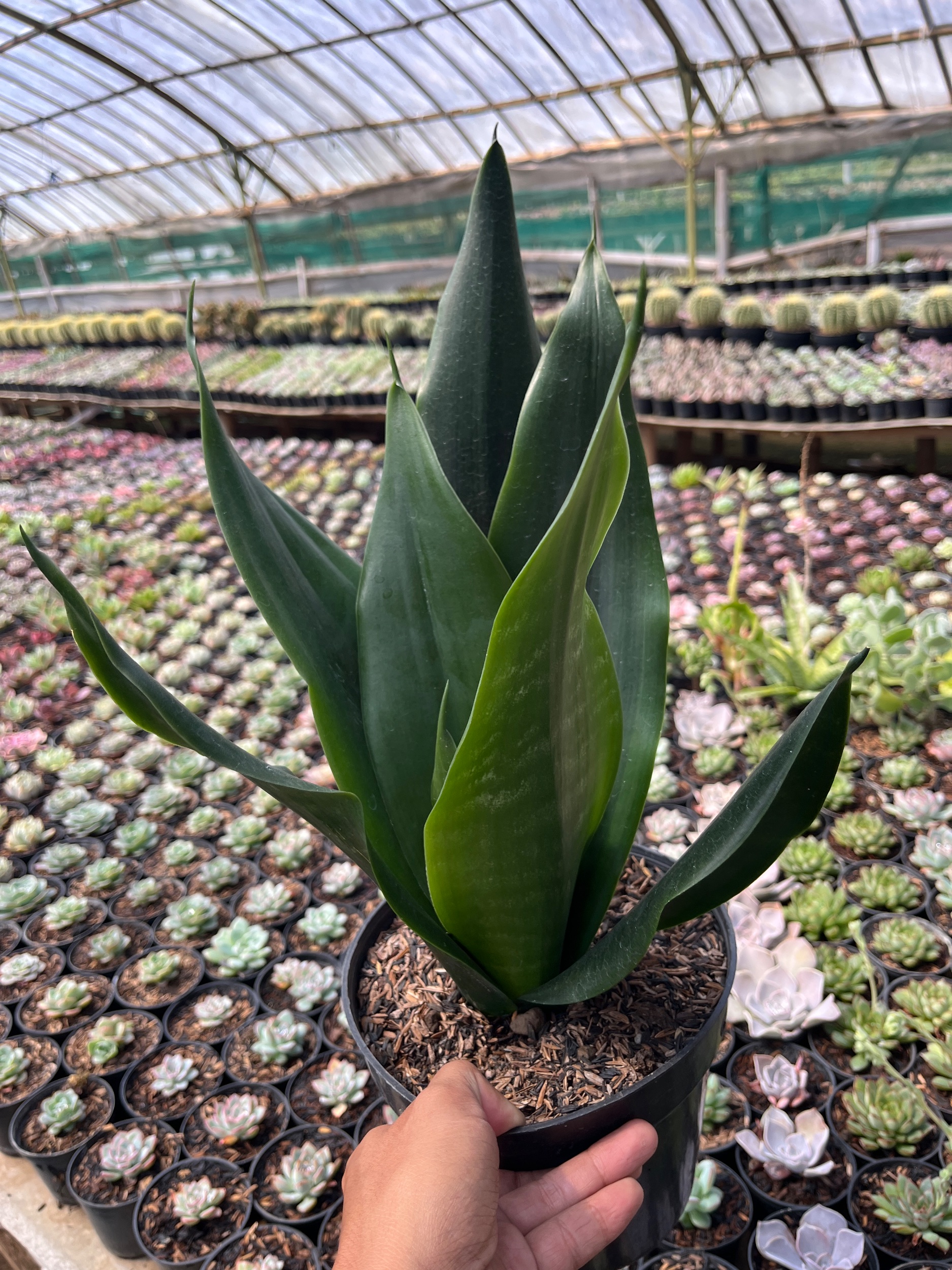 2600. Sansevieria Trifasciata Dragon Black - Image 5