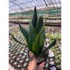 2600. Sansevieria Trifasciata Dragon Black