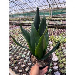 2600. Sansevieria Trifasciata Dragon Black