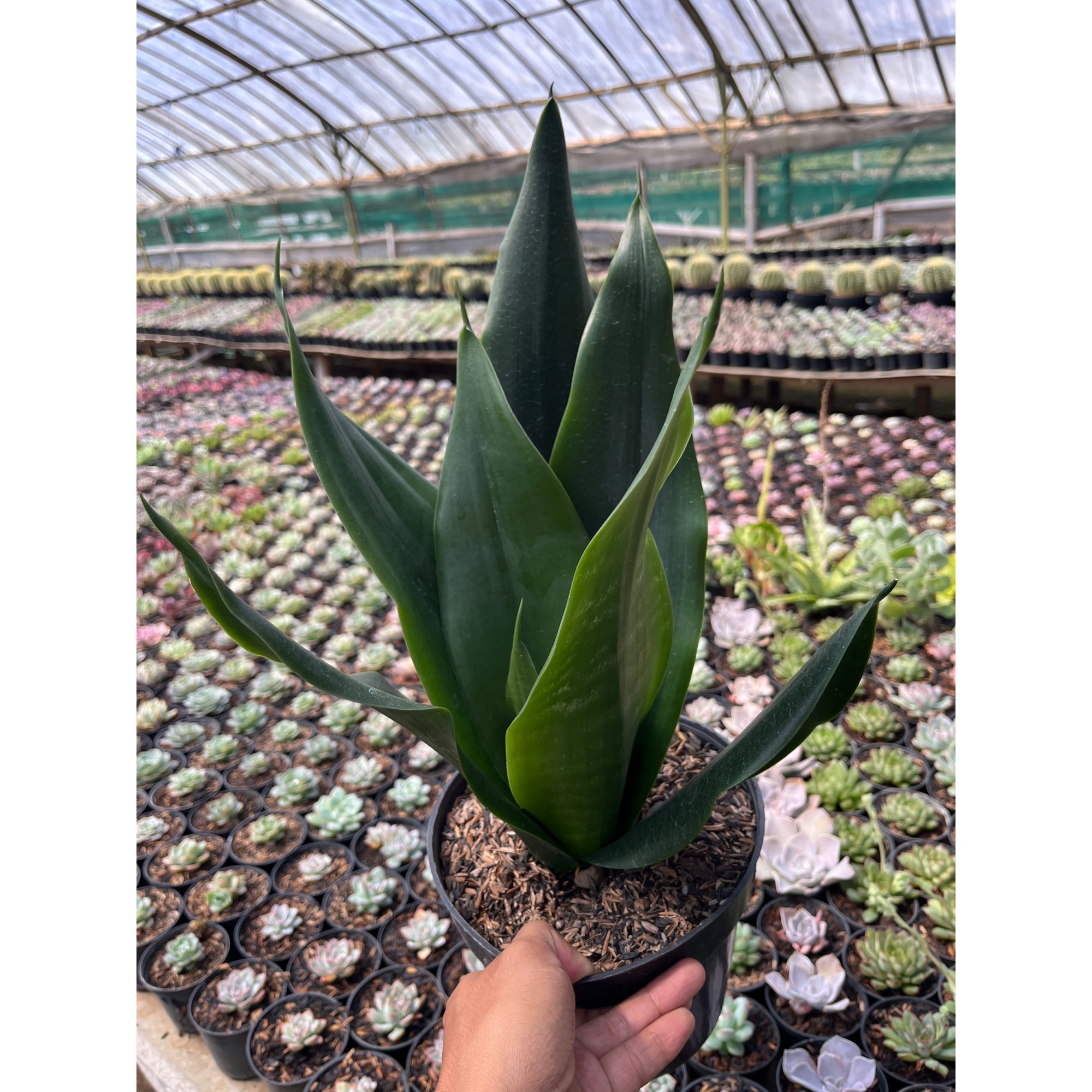2600. Sansevieria Trifasciata Dragon Black