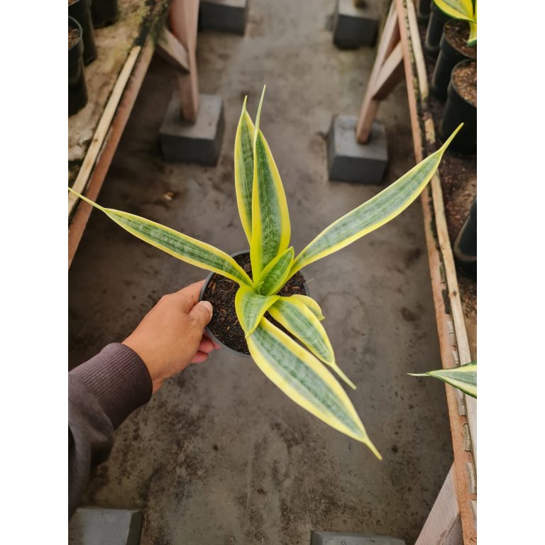 2585. Sansevieria Yellow Trive 10pcs