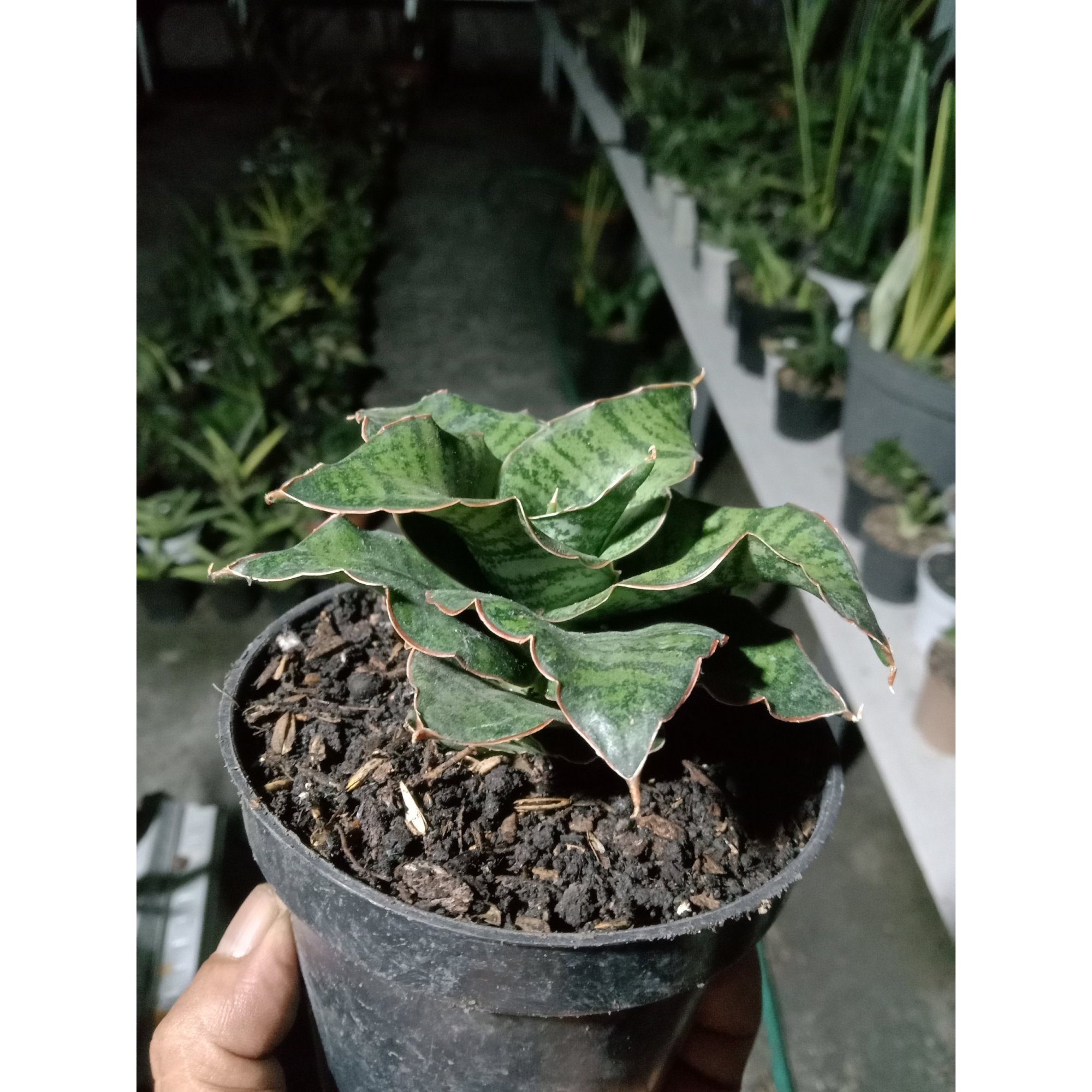 1907. Sansevieria Zaza Size 10 Cm