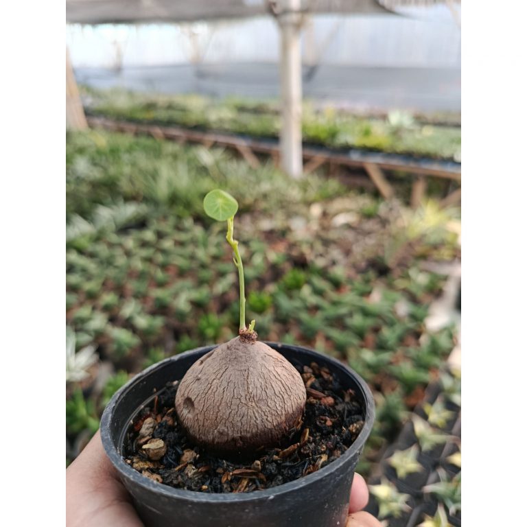 2487. Stephania Erecta