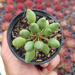 2667. Adromischus Clavifolius Ji Bu - Image 2