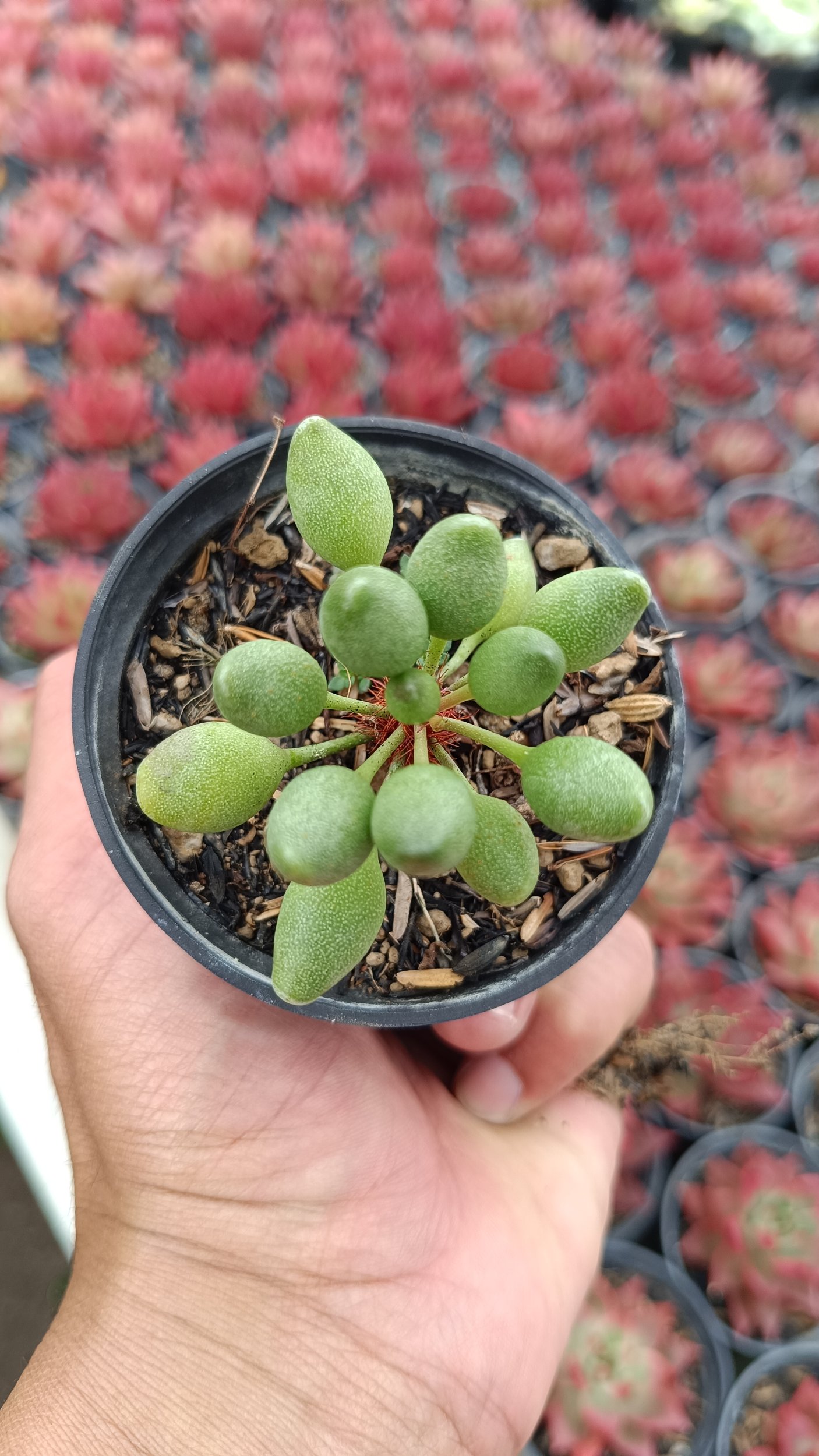 2667. Adromischus Clavifolius Ji Bu - Image 2