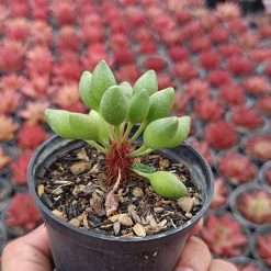 2667. Adromischus Clavifolius Ji Bu - Image 3