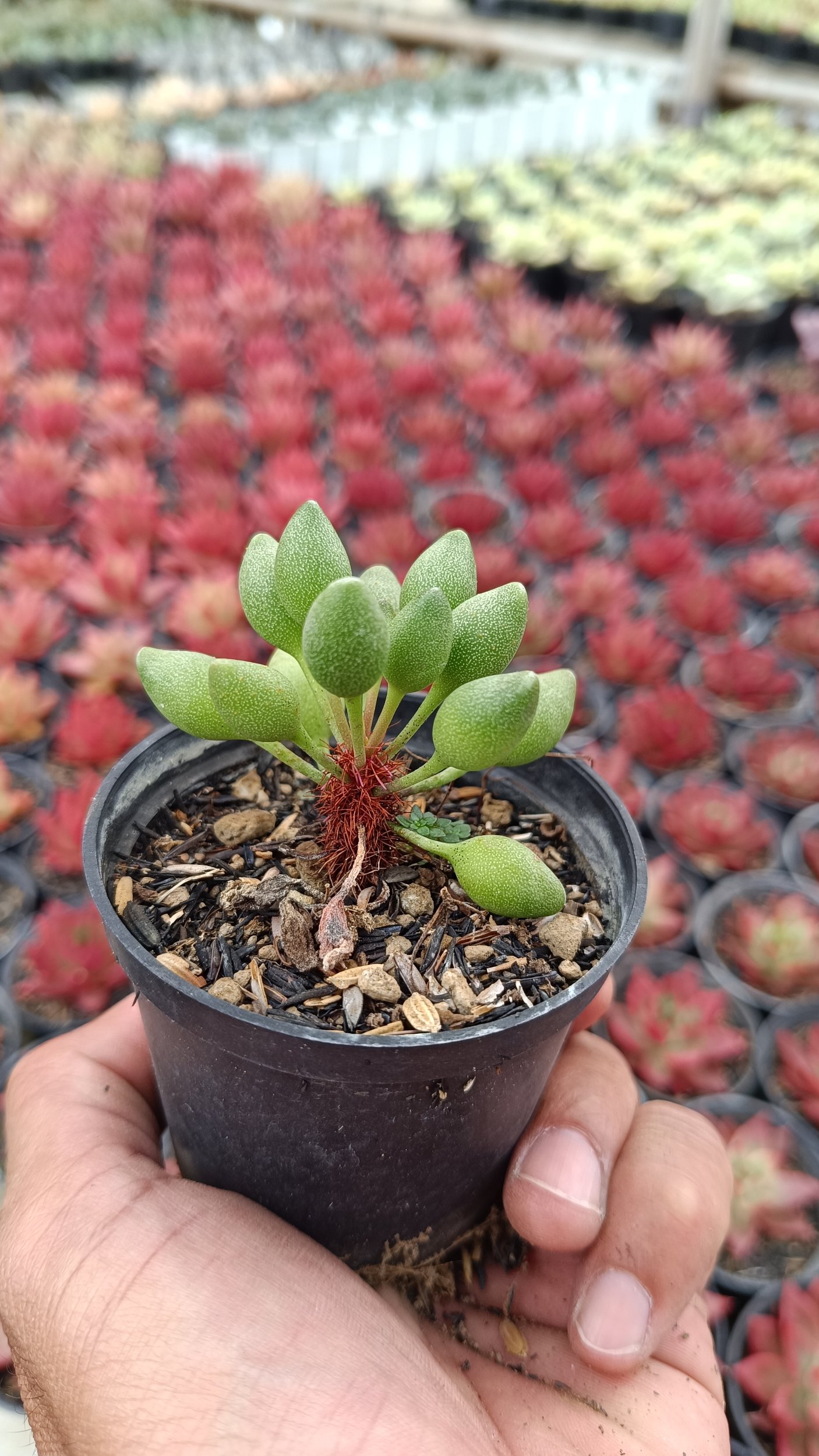2667. Adromischus Clavifolius Ji Bu - Image 3