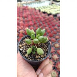 2667. Adromischus Clavifolius Ji Bu