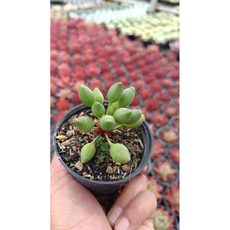 2667. Adromischus Clavifolius Ji Bu