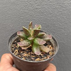 2645. Adromischus Cooperi - Image 2