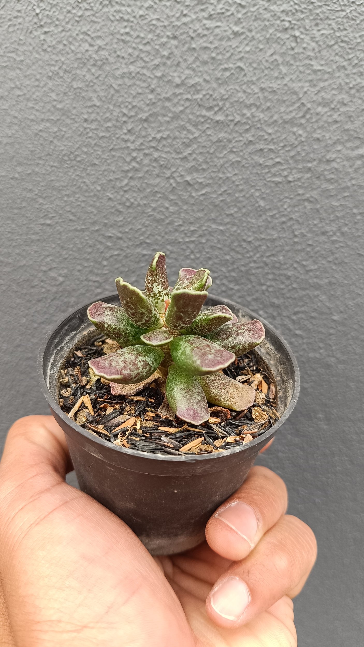 2645. Adromischus Cooperi - Image 2