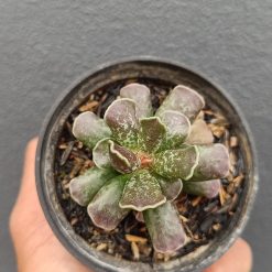 2645. Adromischus Cooperi - Image 3