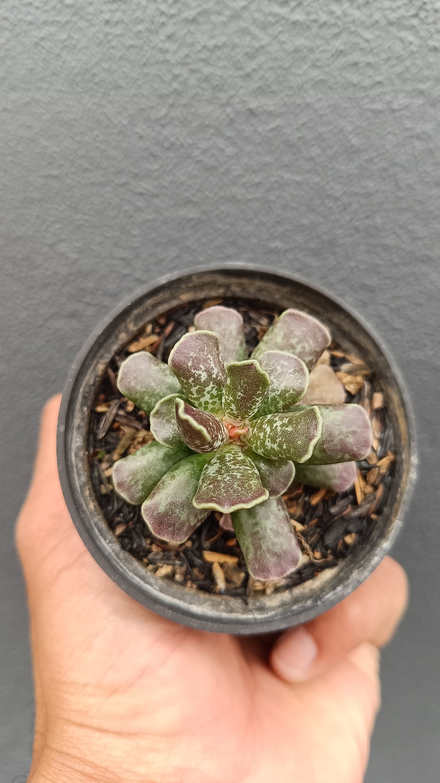 2645. Adromischus Cooperi - Image 3