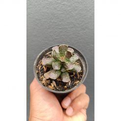 2645. Adromischus Cooperi