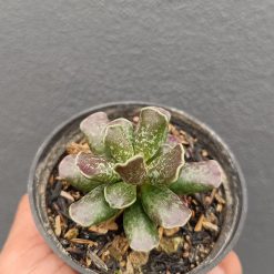 2645. Adromischus Cooperi - Image 4