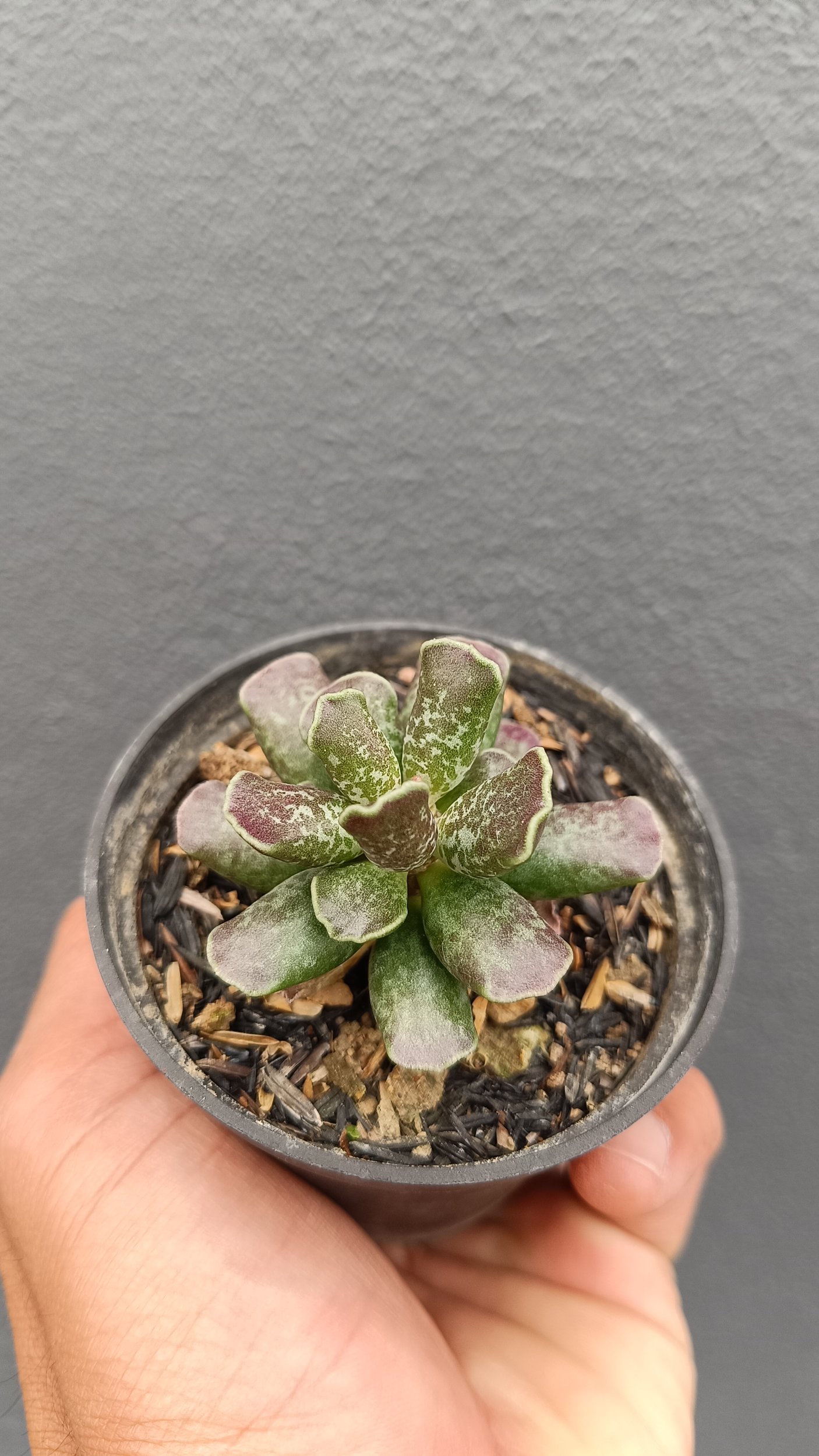 2645. Adromischus Cooperi - Image 4