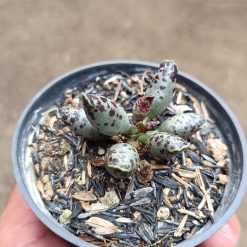 2677. Adromischus Cooperi size 4 cm - Image 2