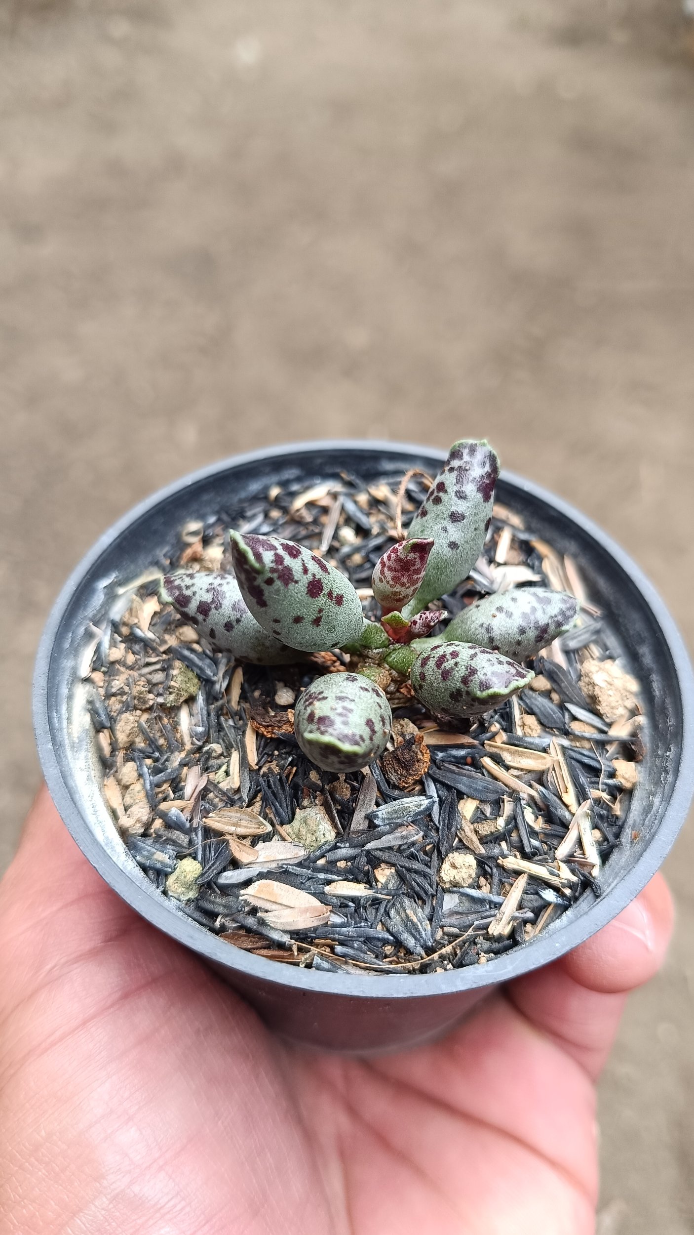 2677. Adromischus Cooperi size 4 cm - Image 2