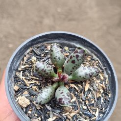 2677. Adromischus Cooperi size 4 cm - Image 3