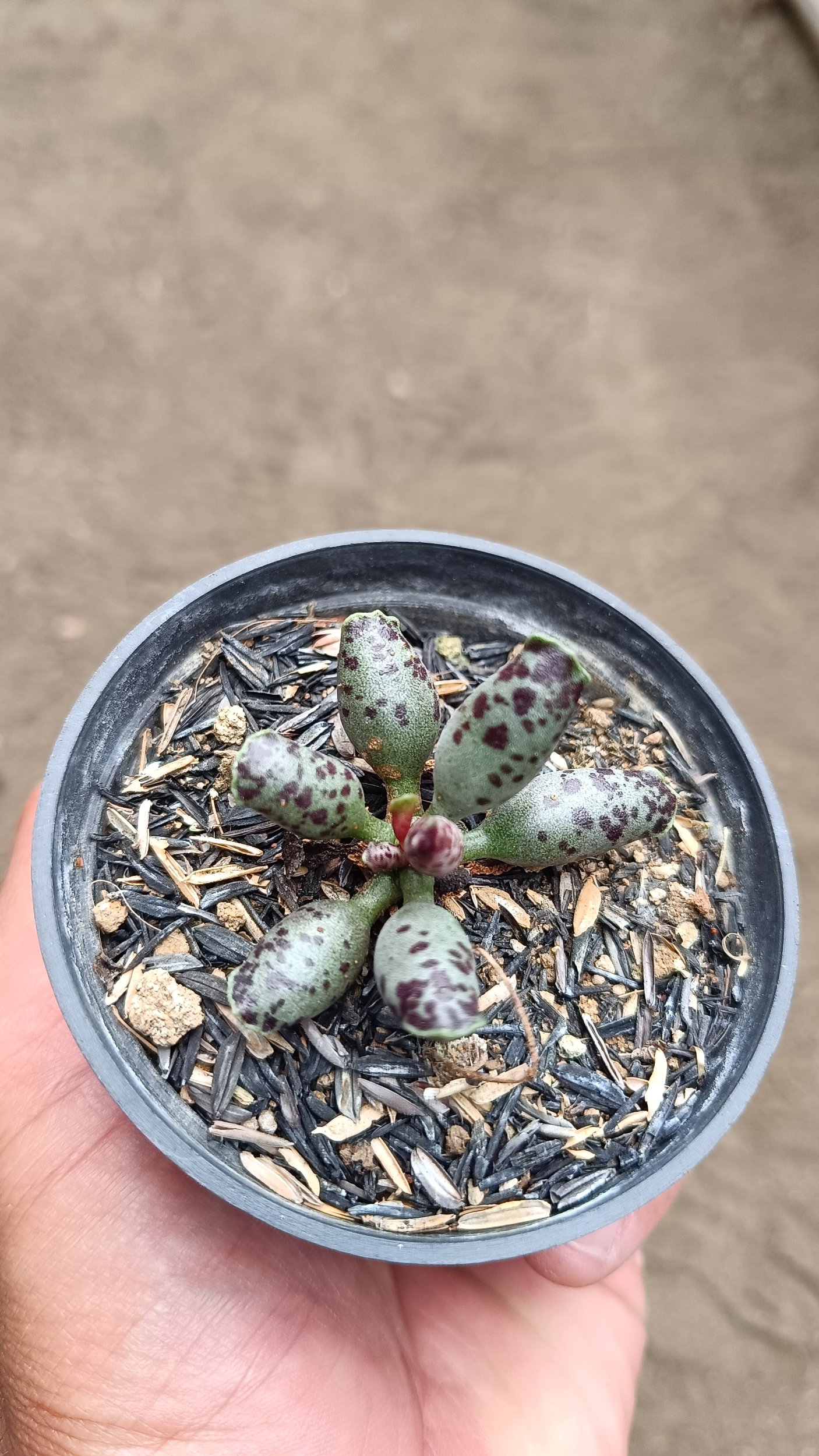 2677. Adromischus Cooperi size 4 cm - Image 3