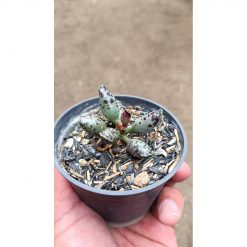 2677. Adromischus Cooperi size 4 cm