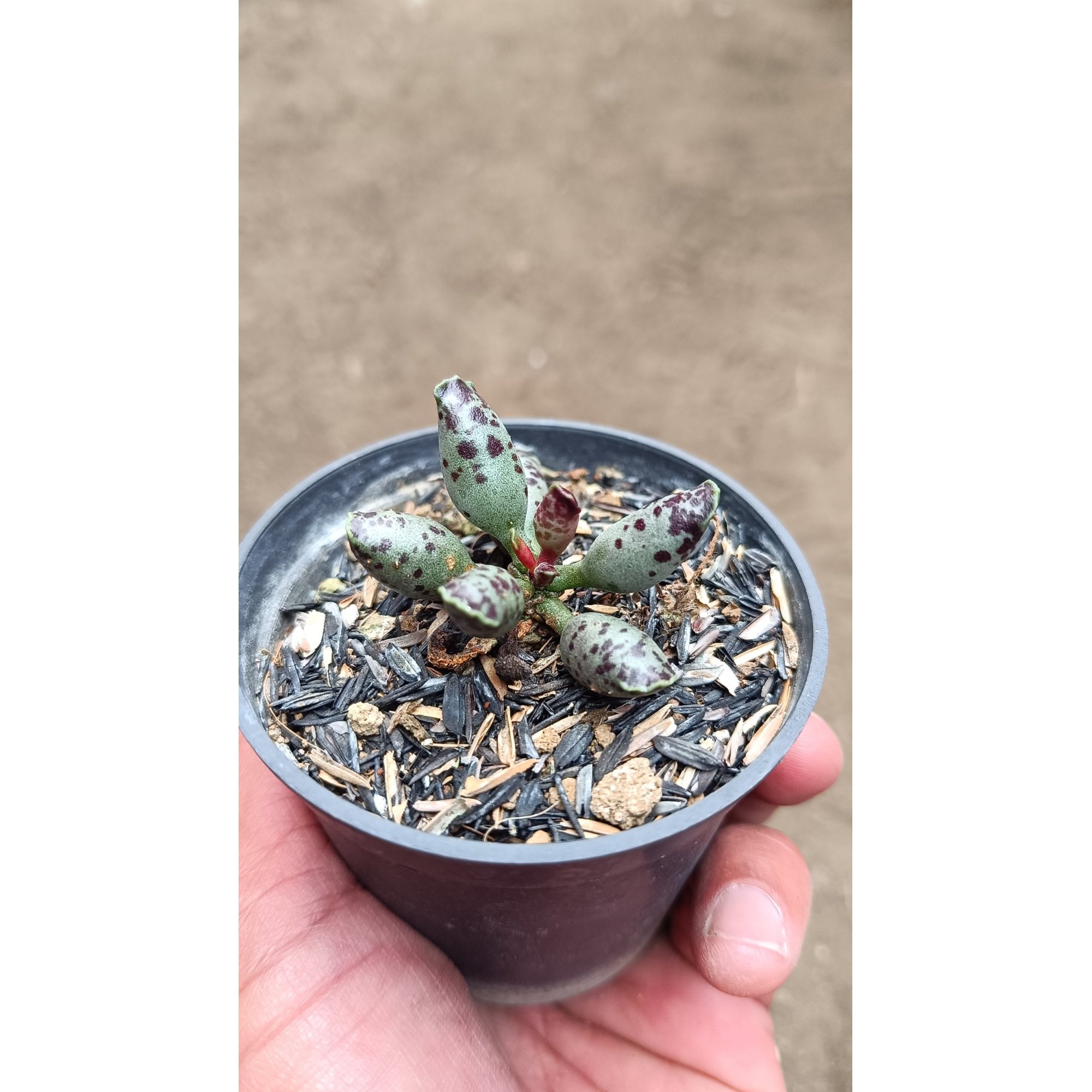 2677. Adromischus Cooperi size 4 cm