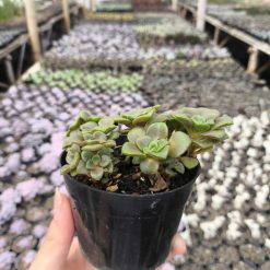 2637. Aeonium Lily Pad 3pcs - Image 2