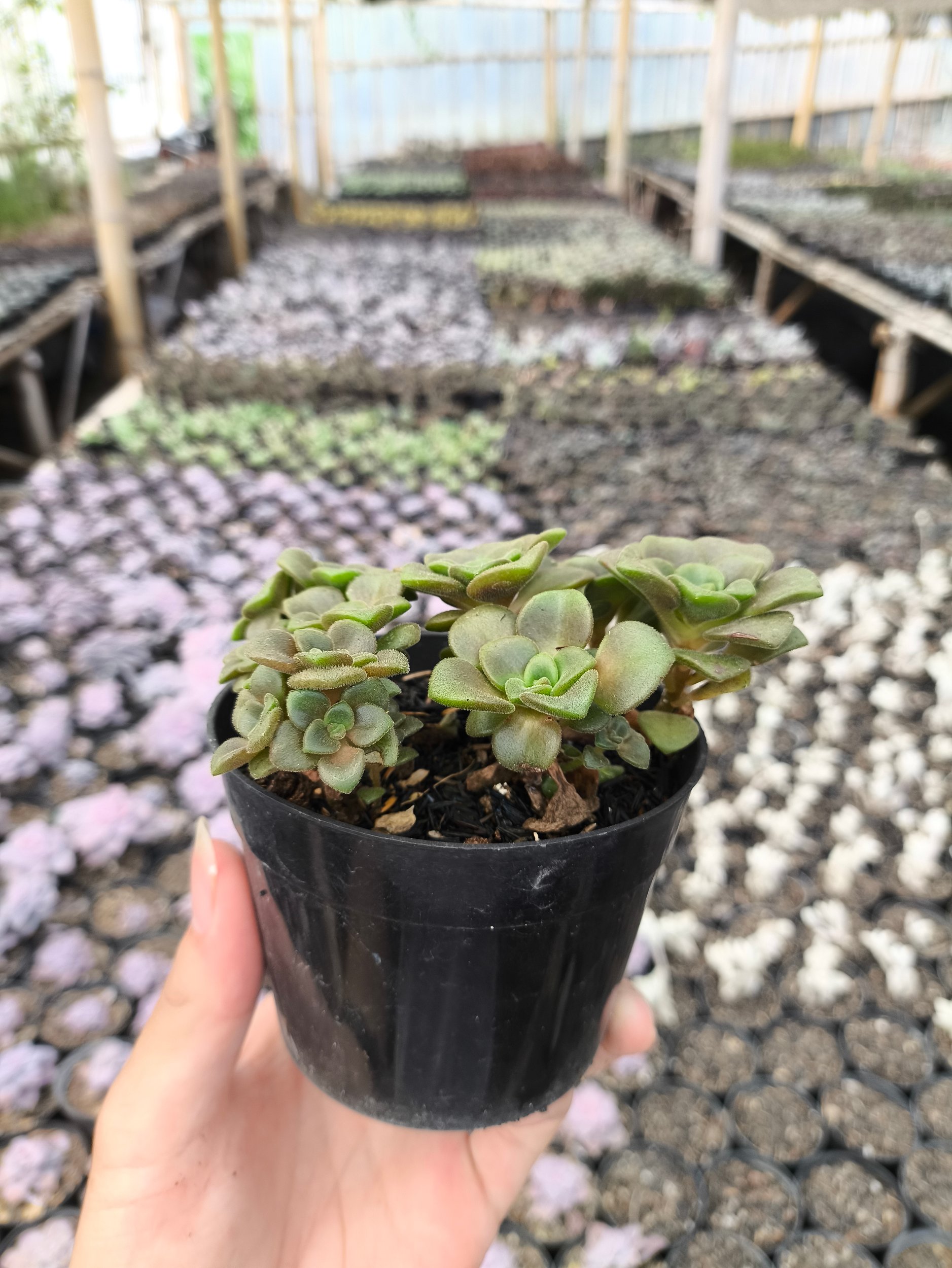 2637. Aeonium Lily Pad 3pcs - Image 2
