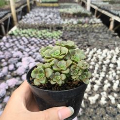 2637. Aeonium Lily Pad 3pcs - Image 3