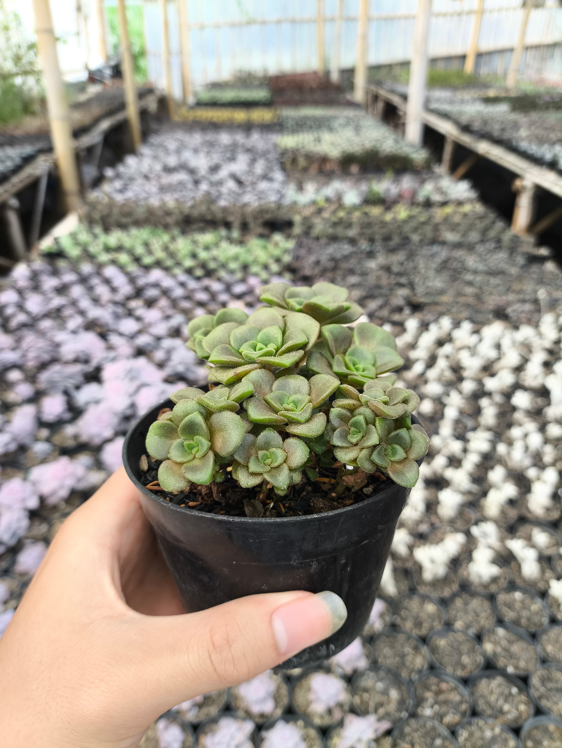 2637. Aeonium Lily Pad 3pcs - Image 3