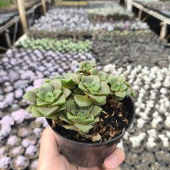 2637. Aeonium Lily Pad 3pcs - Image 4